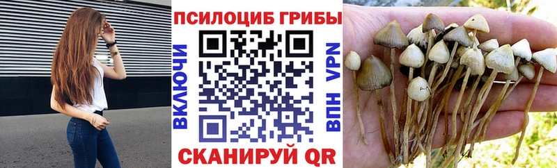 Псилоцибиновые грибы прущие грибы  наркотики  Сунжа 